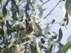 Conirostrum cinereum