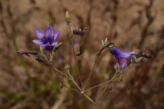 Conanthera campanulata
