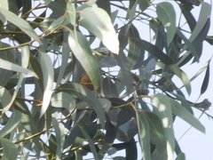 Conirostrum cinereum
