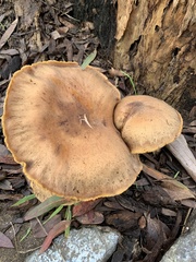 Omphalotus olivascens