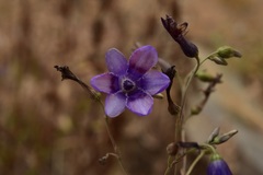 Conanthera campanulata