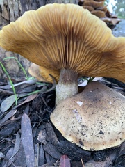 Omphalotus olivascens