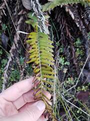 Polystichum imbricans