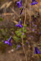 Conanthera campanulata