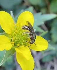 Lasioglossum