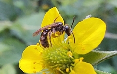 Lasioglossum