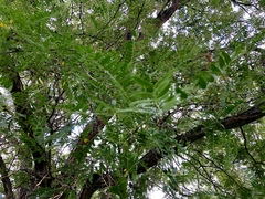 Robinia pseudoacacia