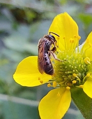 Lasioglossum