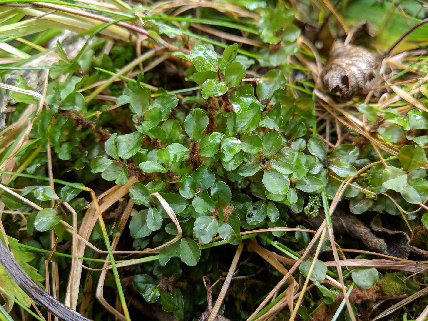 Rhizomnium appalachianum