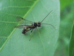 Exenterus amictorius