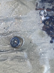 Bunodosoma cavernatum