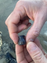 Bunodosoma cavernatum