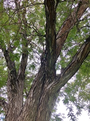 Robinia pseudoacacia