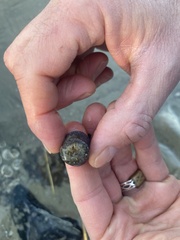 Bunodosoma cavernatum