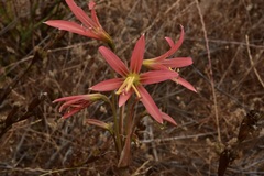 Zephyranthes advena