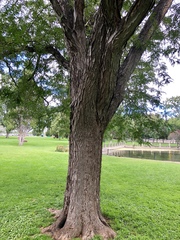 Robinia pseudoacacia