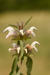 Monarda clinopodioides