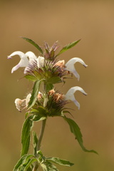 Monarda clinopodioides