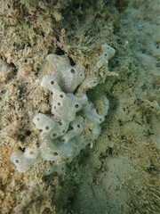 Lissoclinum perforatum