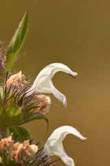 Monarda clinopodioides