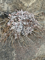 Eriogonum ovalifolium