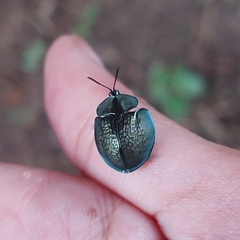 Cyrtonota