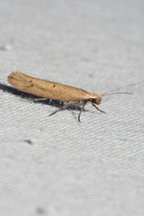 Ypsolopha