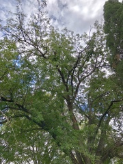 Robinia pseudoacacia