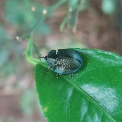 Cyrtonota