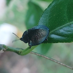 Cyrtonota