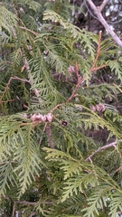 Thuja occidentalis