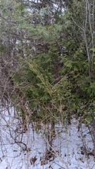 Thuja occidentalis