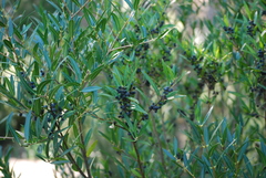 Phillyrea angustifolia image