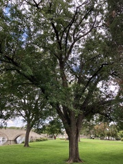 Robinia pseudoacacia