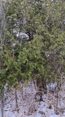 Thuja occidentalis
