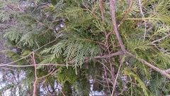 Thuja occidentalis