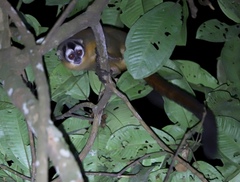 Aotus nigriceps
