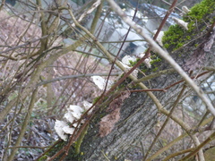 Trametes suaveolens