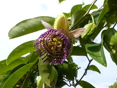 Passiflora laurifolia