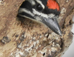 Pogoniulus pusillus