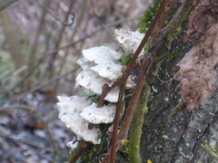 Trametes suaveolens