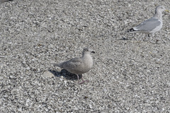 Larus glaucoides