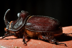 Oryctes nasicornis grypus