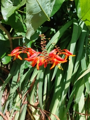 Chasmanthe floribunda