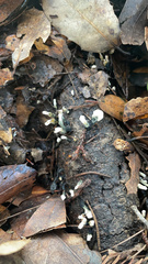 Xylaria polymorpha