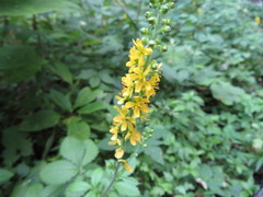 Agrimonia pilosa japonica