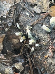 Xylaria polymorpha