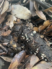 Xylaria polymorpha