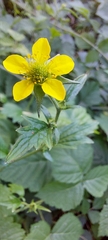 Geum urbanum