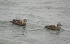 Somateria spectabilis